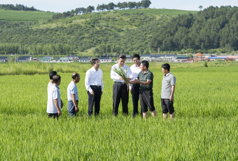 這是7月16日，習(xí)近平在延邊州和龍市東城鎮(zhèn)光東村稻田同村民和農(nóng)技人員交流。新華社記者 謝環(huán)馳 攝