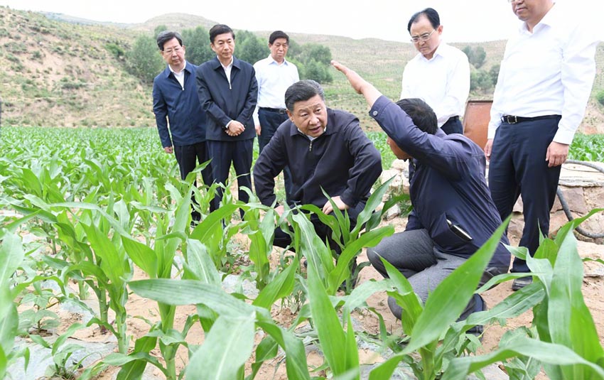 6月21日，中共中央總書記、國家主席、中央軍委主席習(xí)近平到山西考察調(diào)研。這是習(xí)近平在忻州市岢嵐縣趙家窪村察看玉米長勢。新華社記者 李學(xué)仁 攝