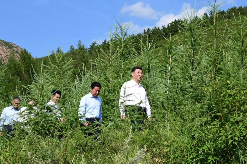 7月15日，中共中央總書記、國家主席、中央軍委主席習(xí)近平赴內(nèi)蒙古自治區(qū)考察調(diào)研。這是習(xí)近平在赤峰市喀喇沁旗馬鞍山林場了解生態(tài)文明建設(shè)情況。 新華社記者 謝環(huán)馳 攝