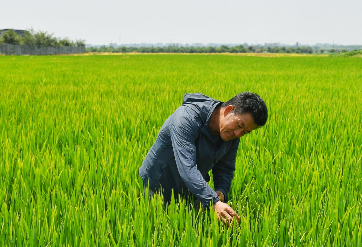 程夕兵在農田裡檢查水稻種植情況。人民網(wǎng)記者 周坤 攝